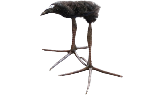 Pájaro Pukeko Baby